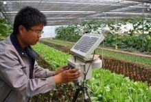 种蔬菜大棚内增加二氧化碳浓度,能提高蔬菜的质量和产量吗-上海气体网